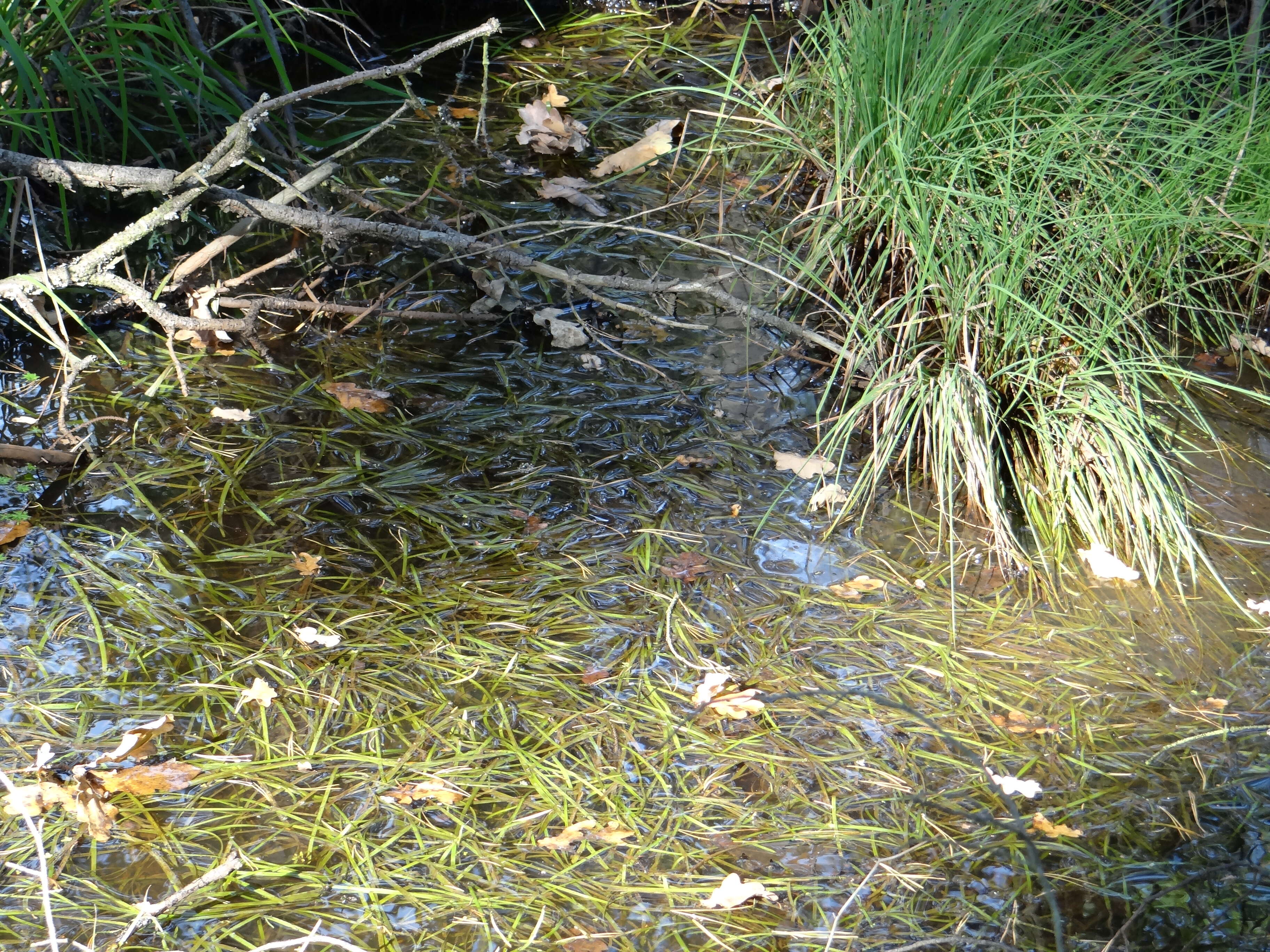 Image de Hérisson d’eau