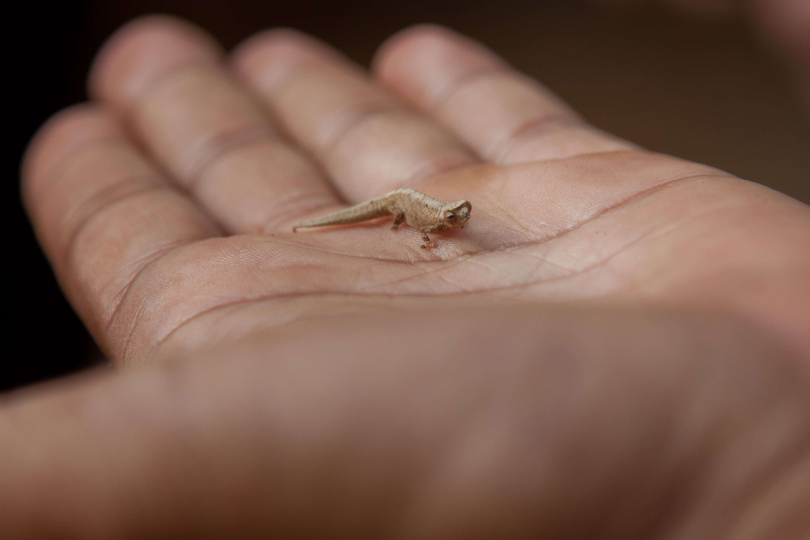 Image of Mount d'Ambre Leaf Chameleon