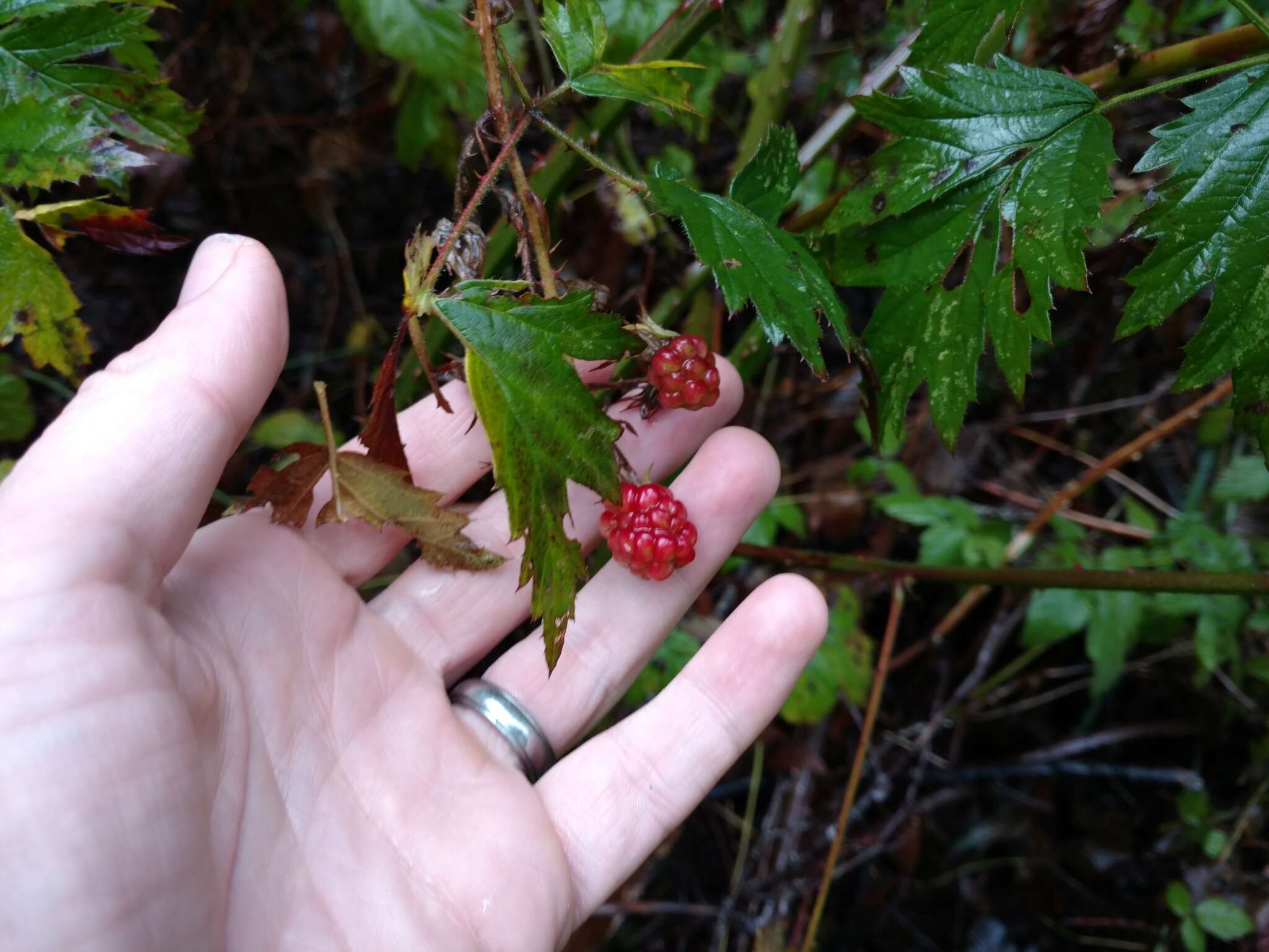 Image of cut-leaved bramble