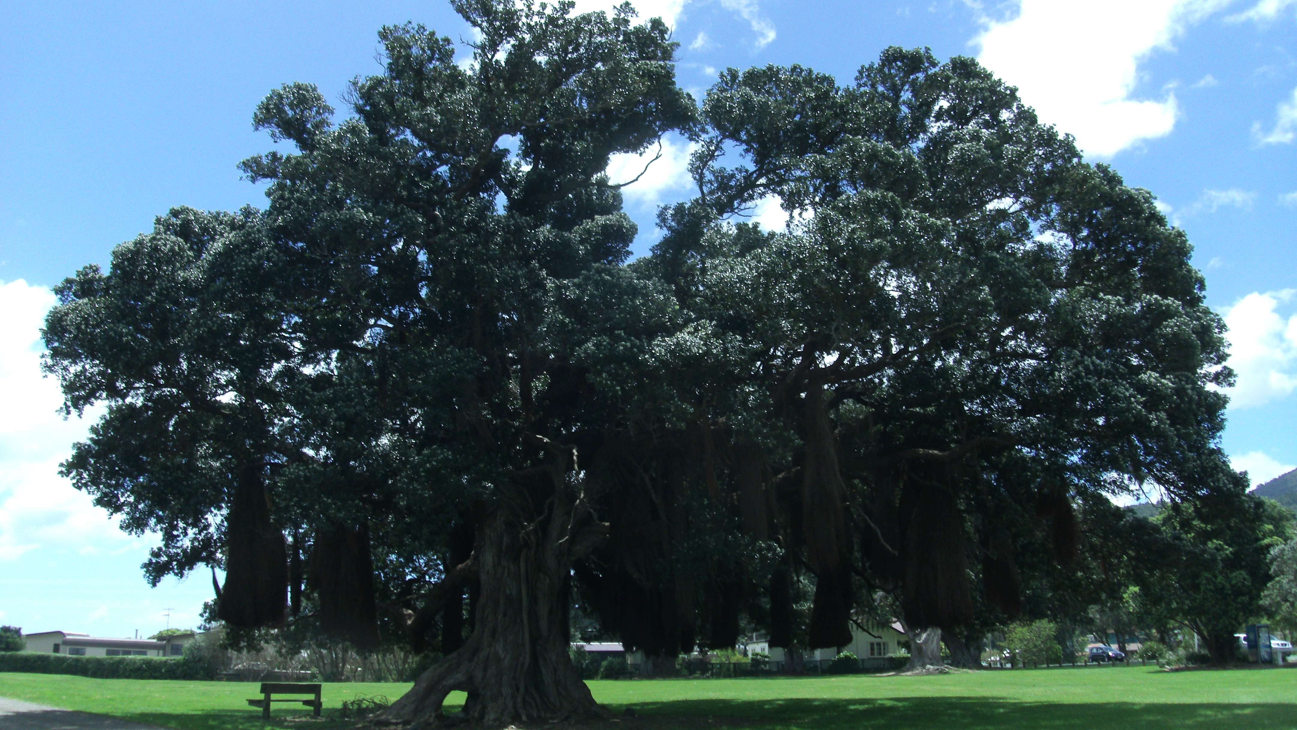 Image of Pohutukawa