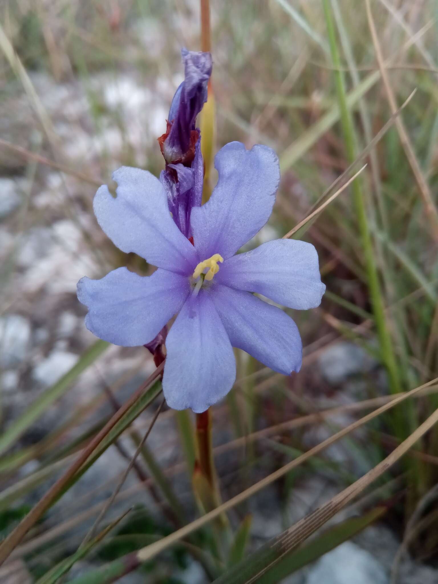 Image of Aristea madagascariensis Baker