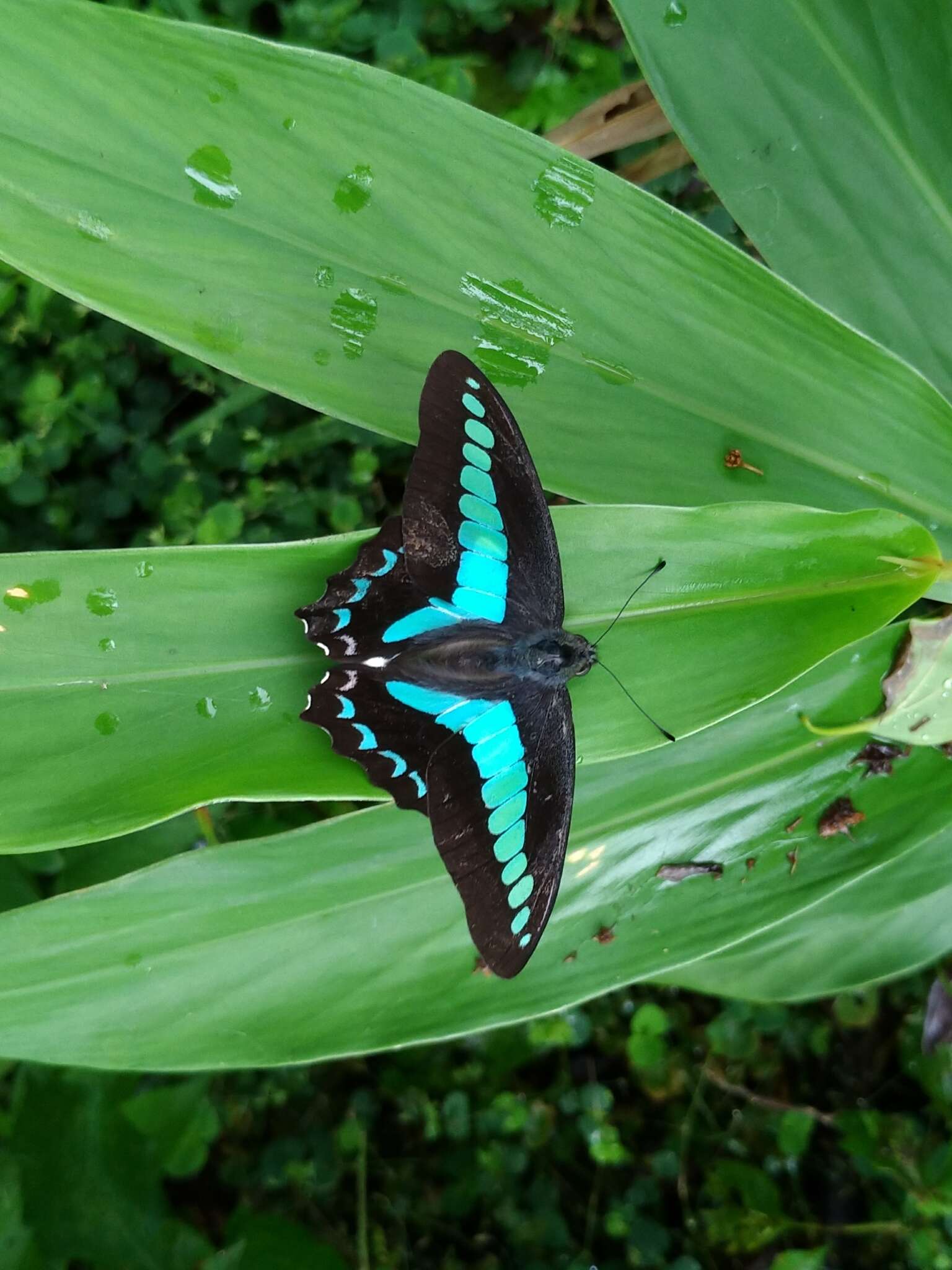 Image of <i>Graphium sarpedon connectens</i>