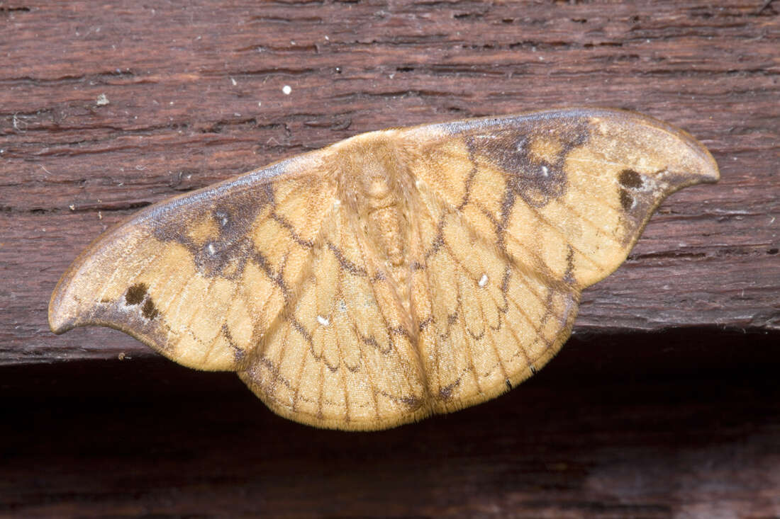 Image of Tridrepana brunneilinea Holloway 1998