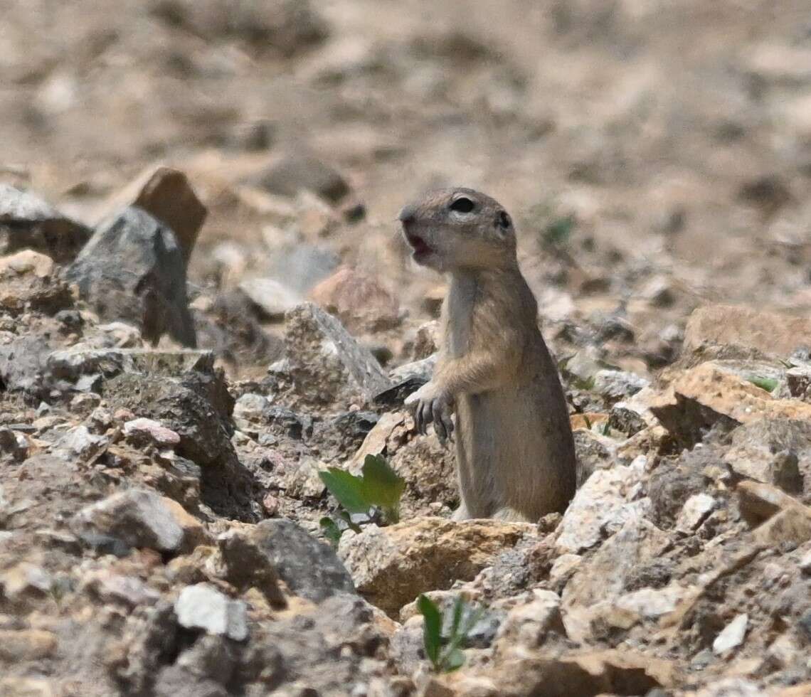 صورة Spermophilus dauricus Brandt 1843