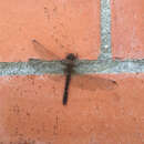 Image of Red Rock Skimmer