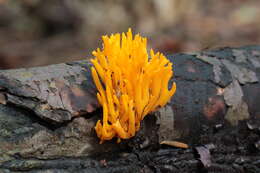 Image of Calocera viscosa (Pers.) Fr. 1821