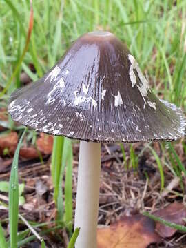 Imagem de Coprinopsis picacea (Bull.) Redhead, Vilgalys & Moncalvo 2001