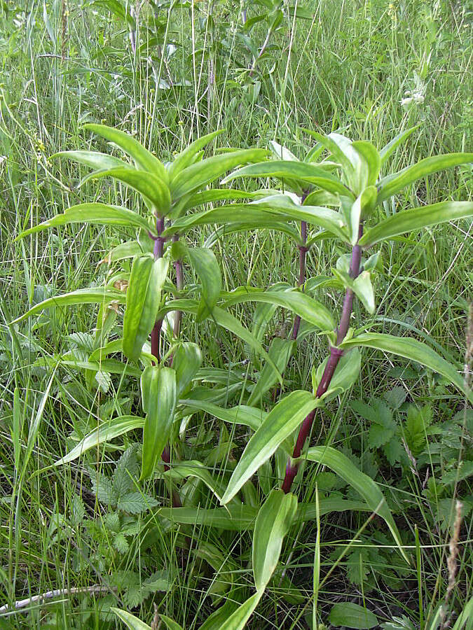 Image of Cross gentian