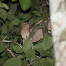 Image of Large Frogmouth