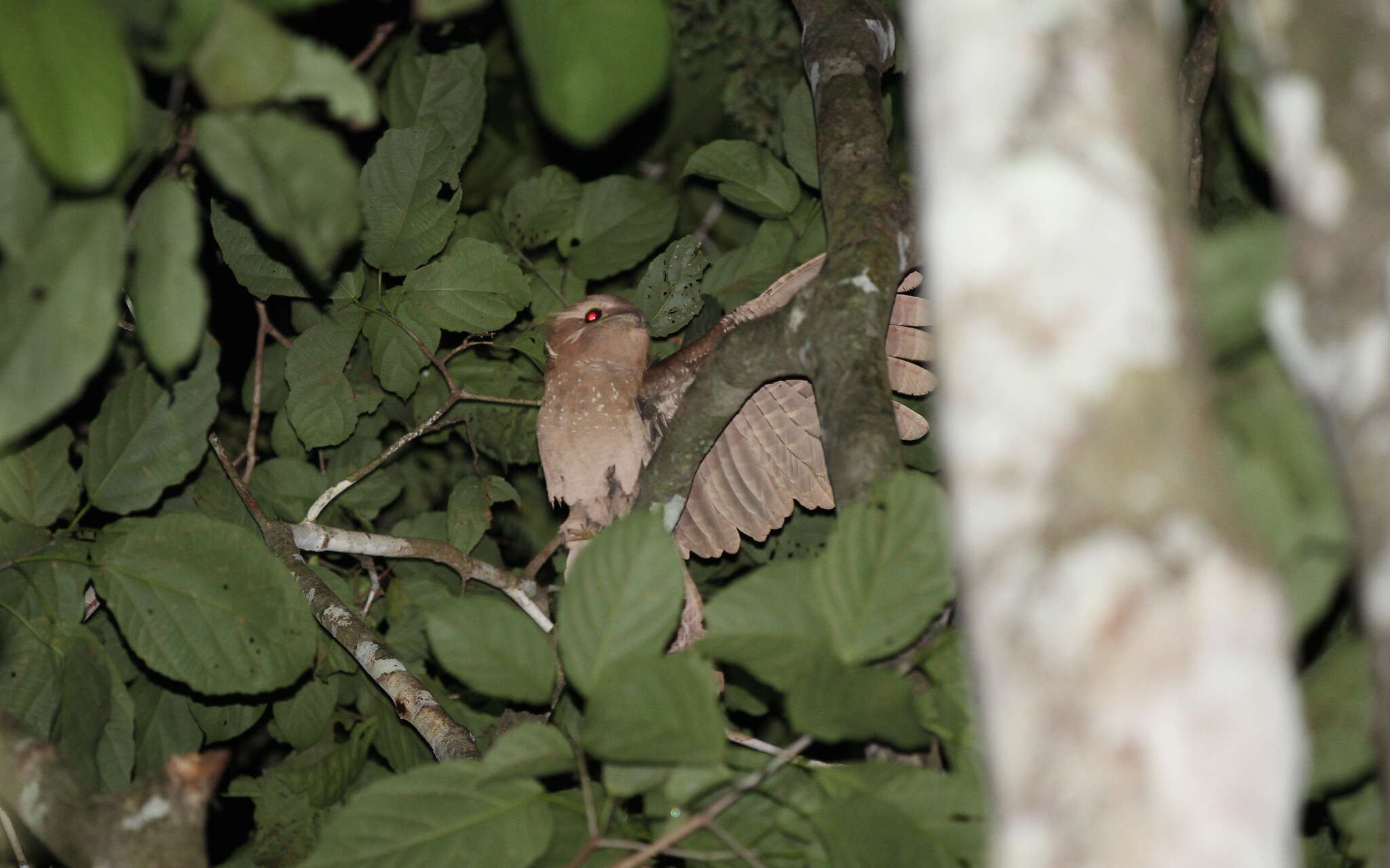 Image of Large Frogmouth