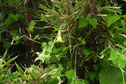 Image of Codonopsis kawakamii Hayata