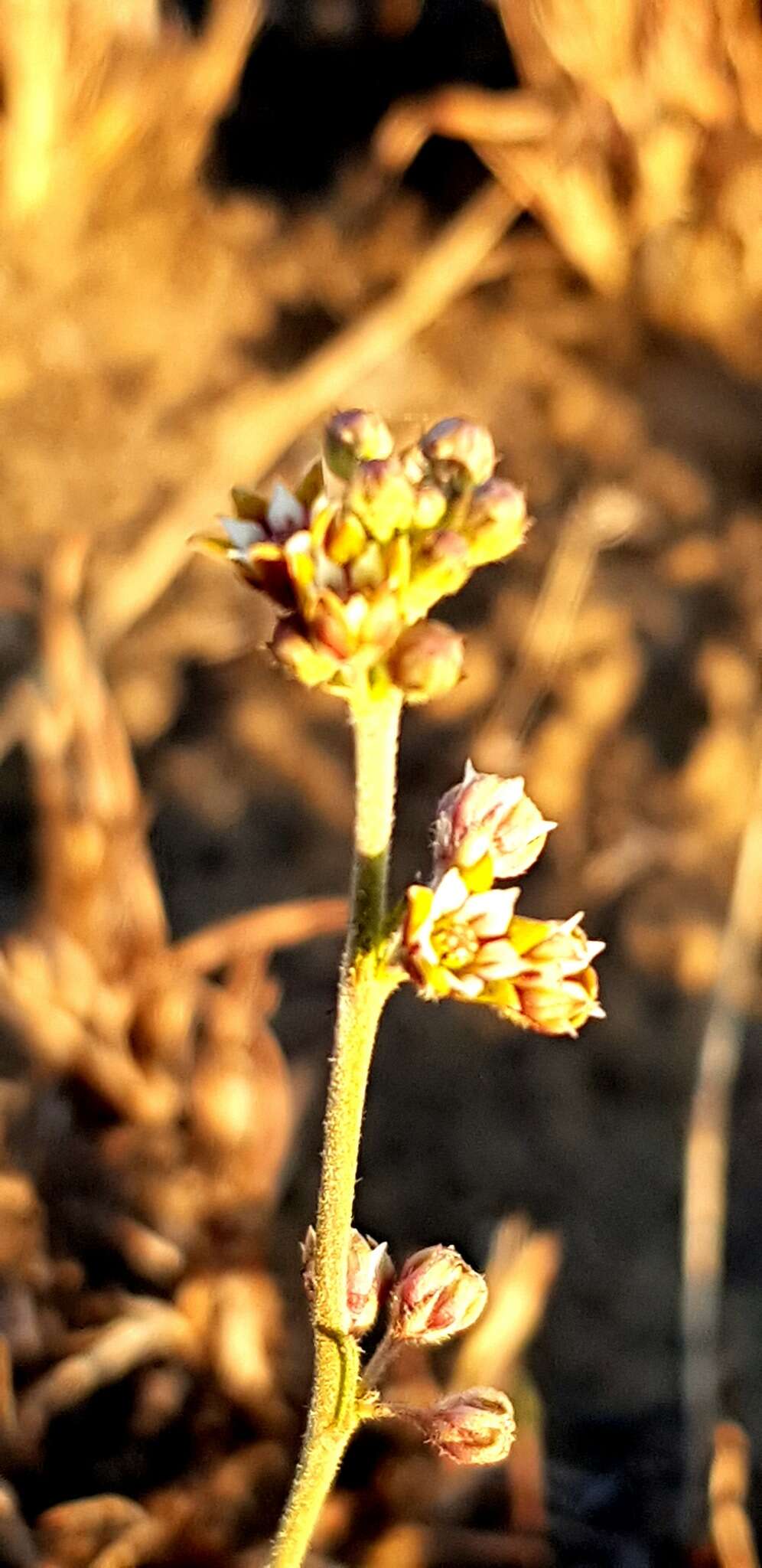 Image of Aspidoglossum lamellatum (Schltr.) F. K. Kupicha