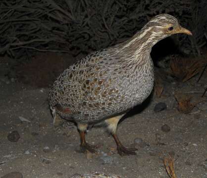 Image de Tinamou de Patagonie