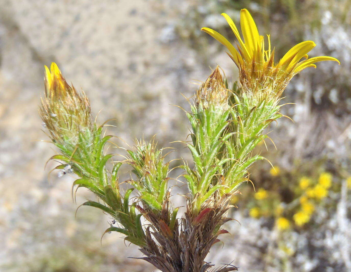 Image of Cullumia bisulca (Thunb.) Less.