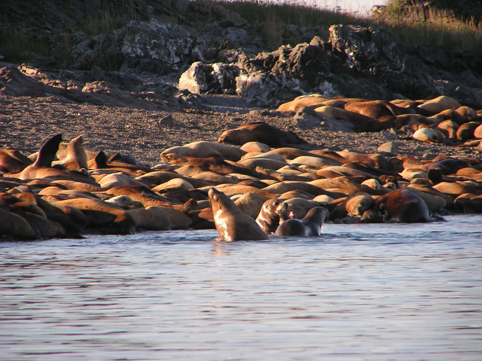 Image of northerns sea lions