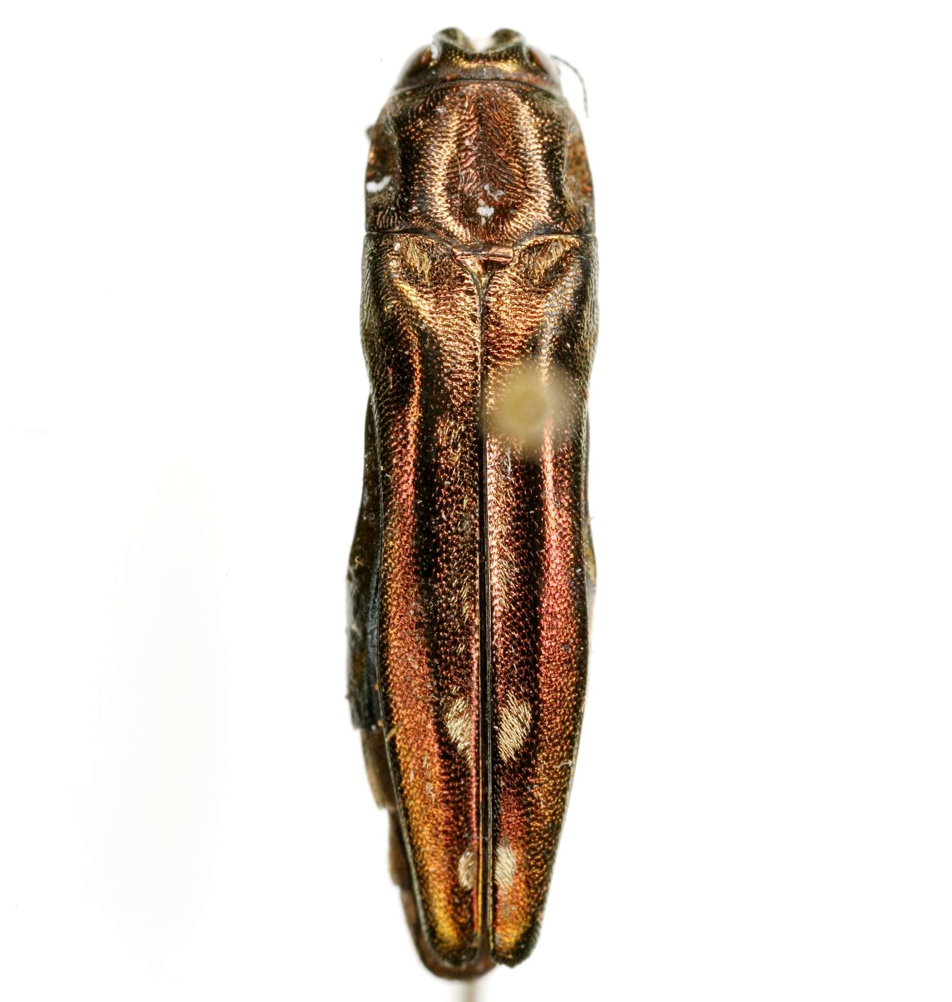 Image of Agrilus cavatus Chevrolat 1838