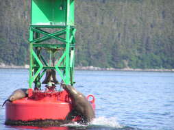 Image of northerns sea lions