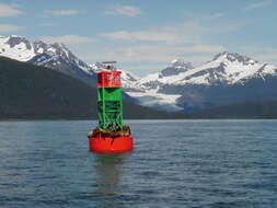 Image of northerns sea lions