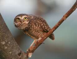 Image of Burrowing Owl