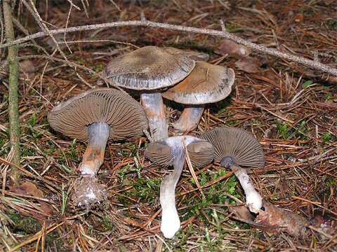 Image of Cortinarius infractus (Pers.) Fr. 1838