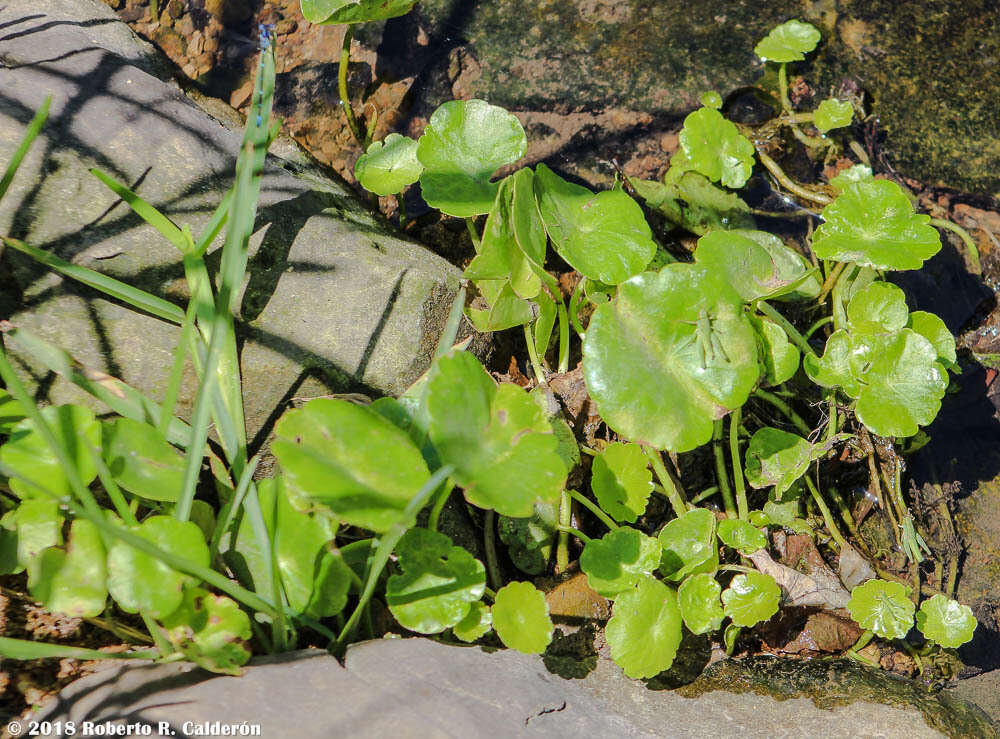 Image of manyflower marshpennywort