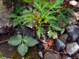 Image of Meadow Alexanders