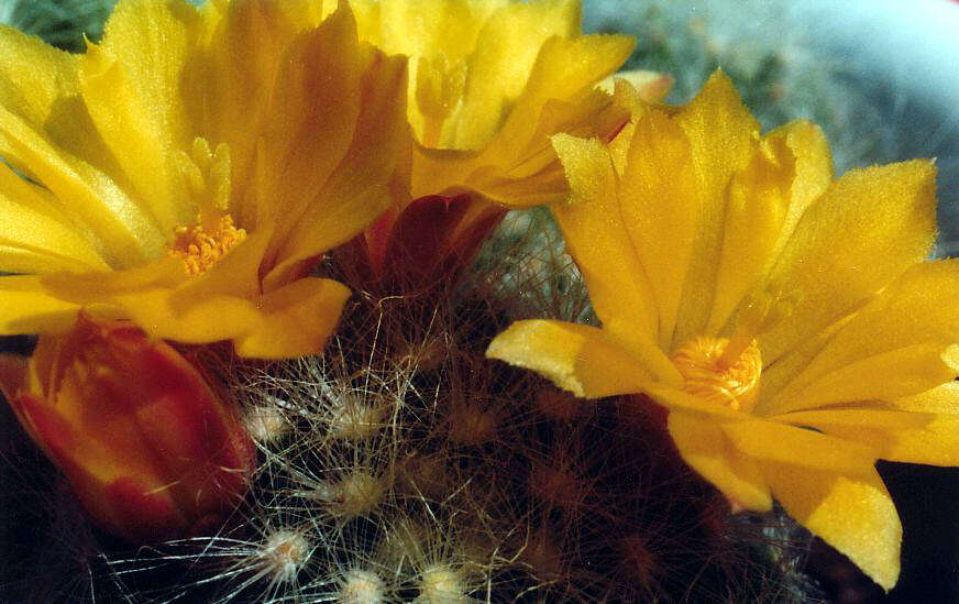 Image of Mammillaria baumii Boed.