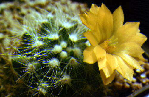 Image of Mammillaria baumii Boed.