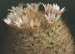 Image of Mammillaria pennispinosa Krainz