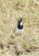 Image of Capped Wheatear