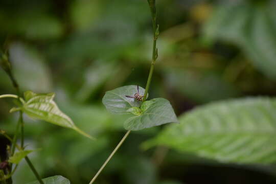 Image of Stenodyneriellus