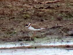 Sivun Charadrius hiaticula tundrae (Lowe 1915) kuva