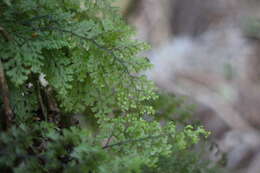 Image of Hymenophyllum paniculiflorum Presl