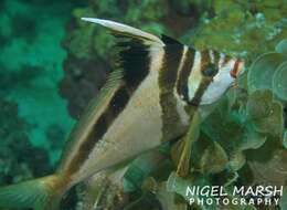 Image of Crested morwong