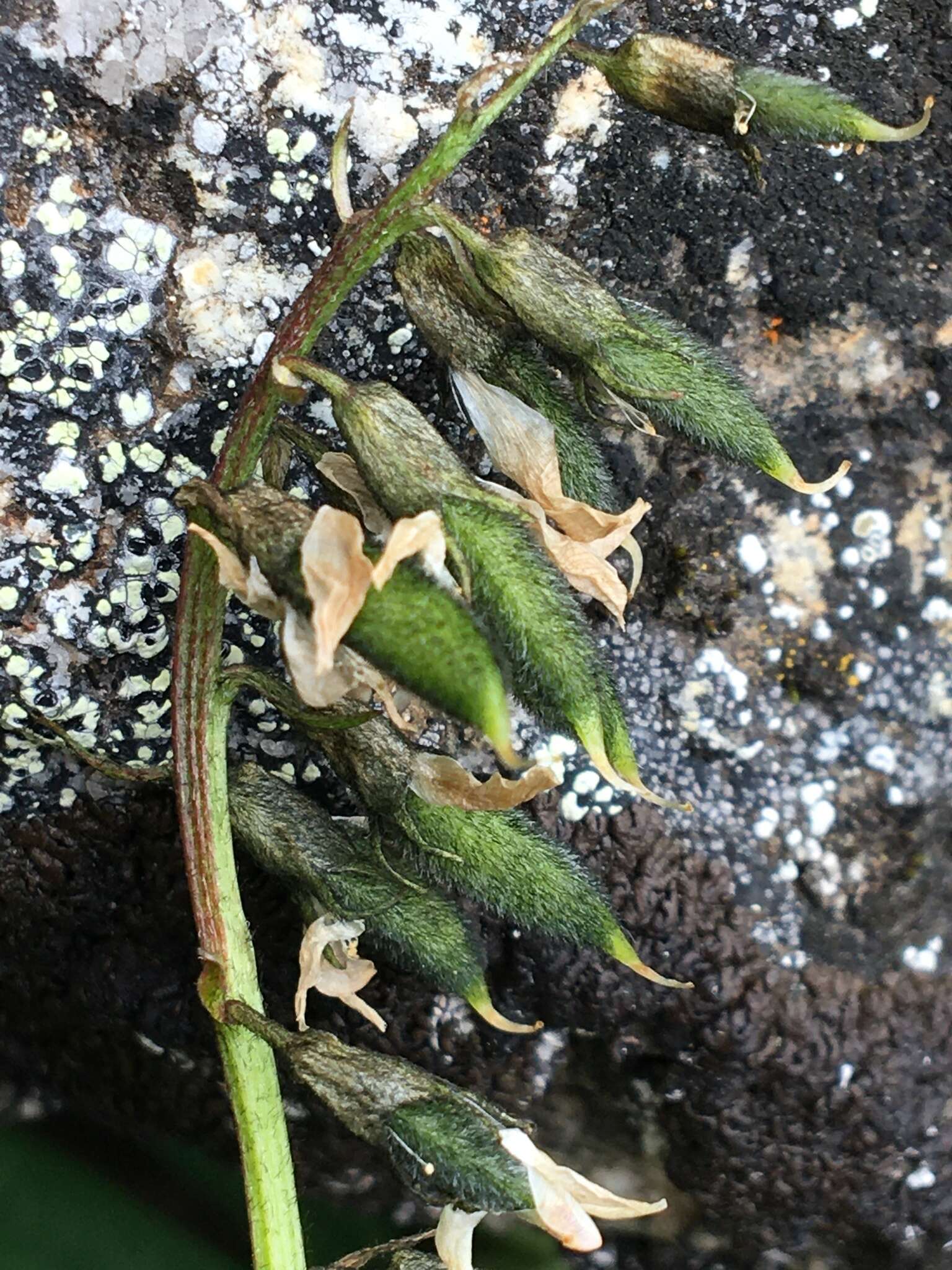 Image of Robbins' milkvetch