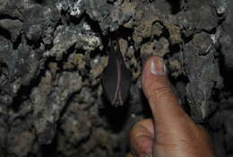 Image of Lesser Horseshoe Bat