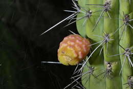 Image of Toothpick Cactus