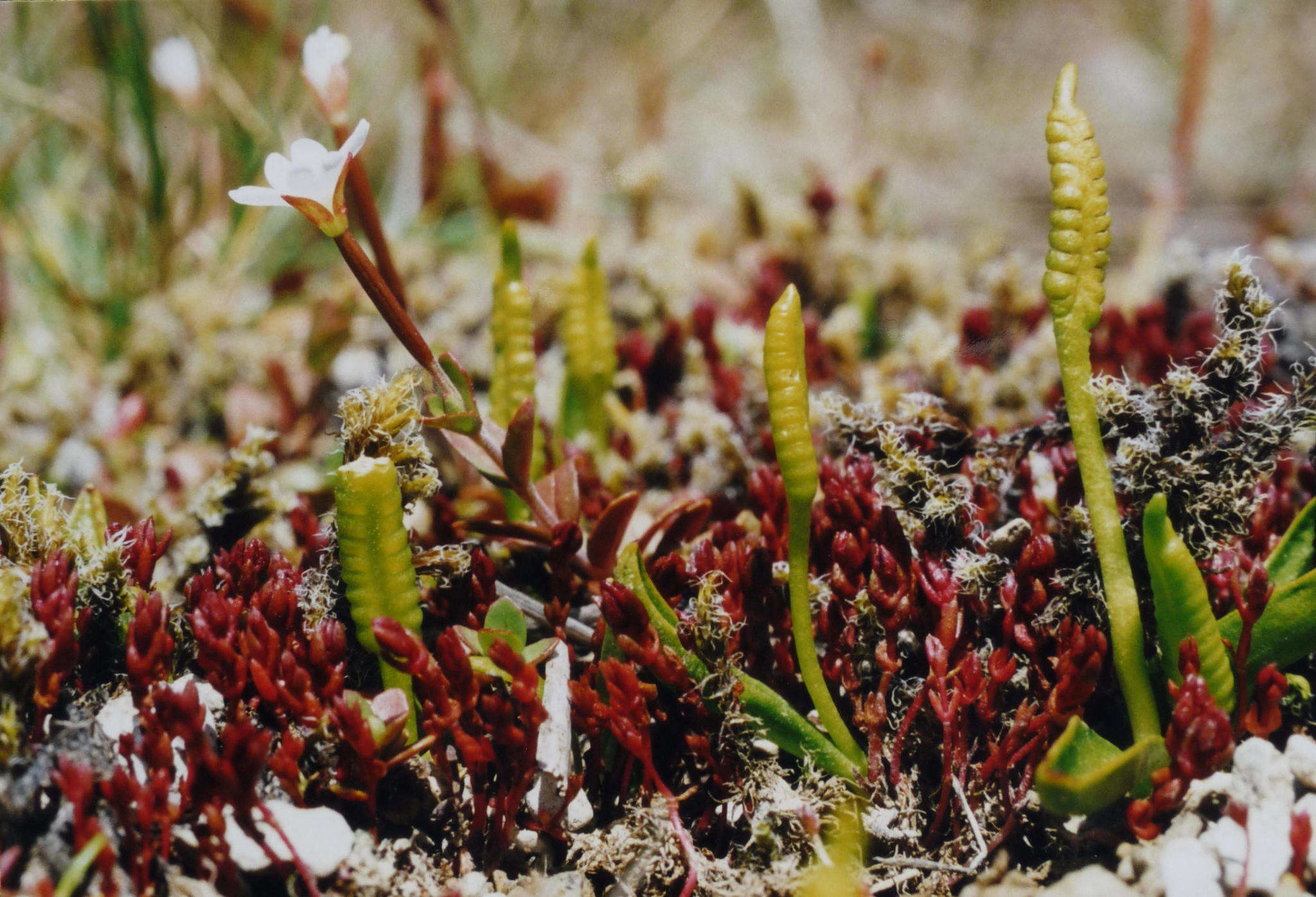 Image of Ophioglossum coriaceum A. Cunn.