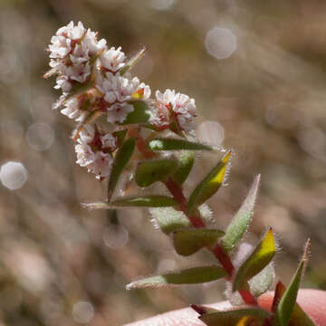 Image of Brunia cordata (Burm. fil.) Class.-Bockh. & E. G. H. Oliv.