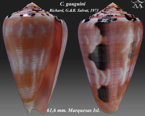 Image of Conus gauguini Richard & B. Salvat 1973