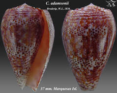 Imagem de Conus adamsonii Broderip 1836