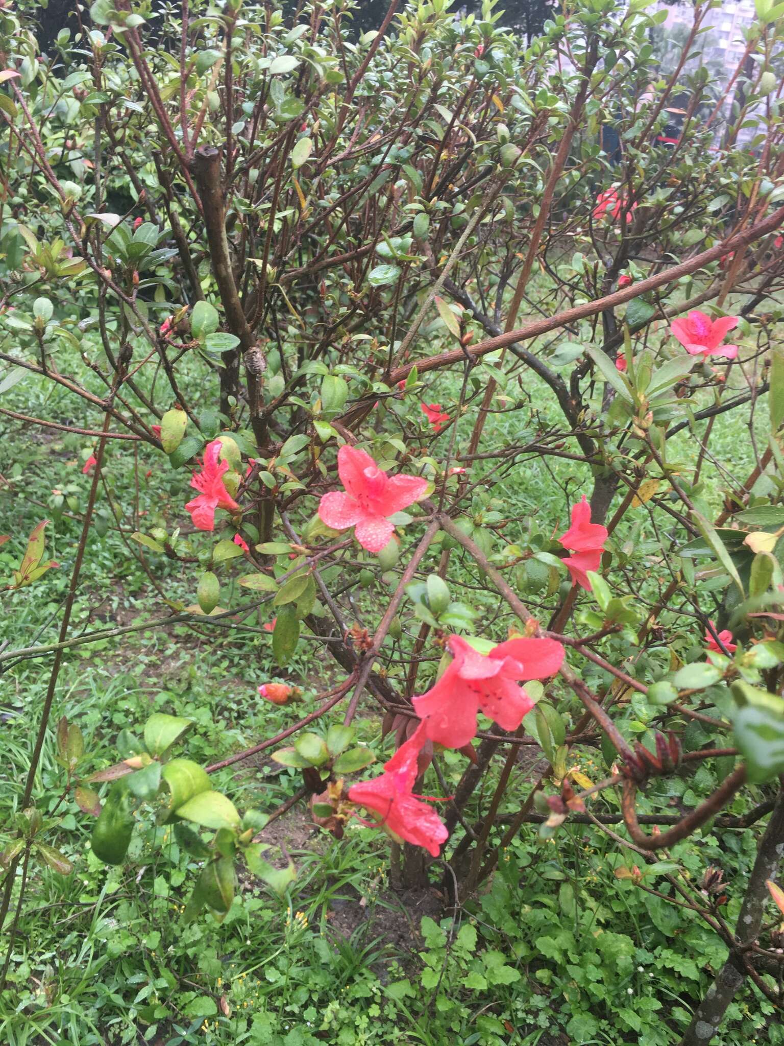 Plancia ëd Rhododendron simsii Planch.