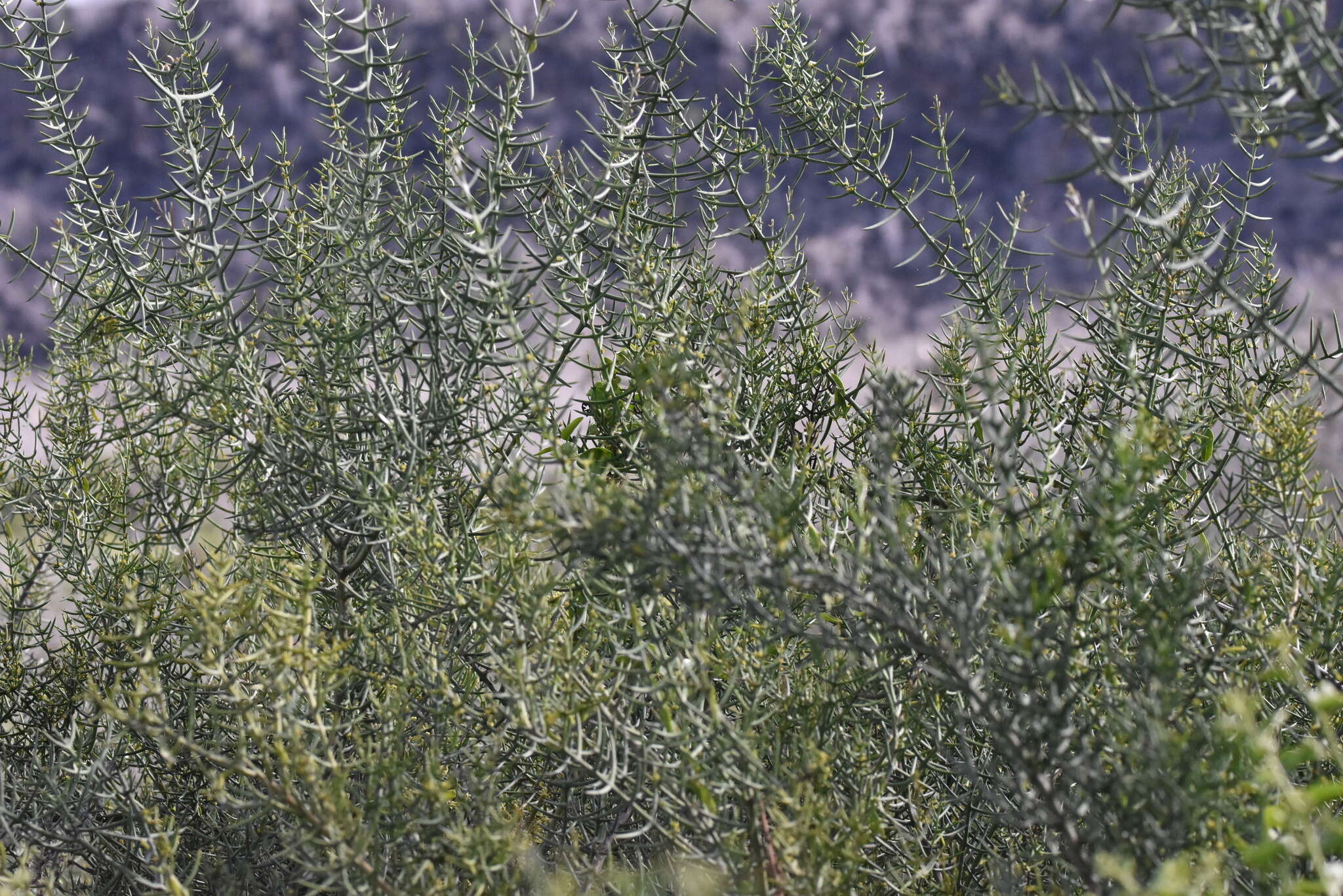 Plancia ëd Scutia spicata var. pauciflora (Hook. fil.) M. Johnston