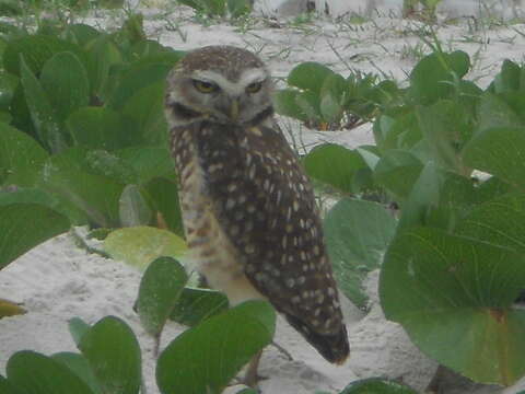 Image of Burrowing Owl