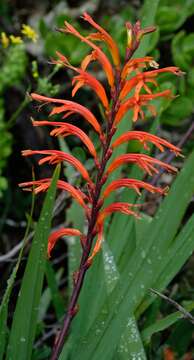 Image of African cornflag