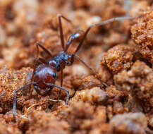 Image de Ocymyrmex kahas Bolton & Marsh 1989