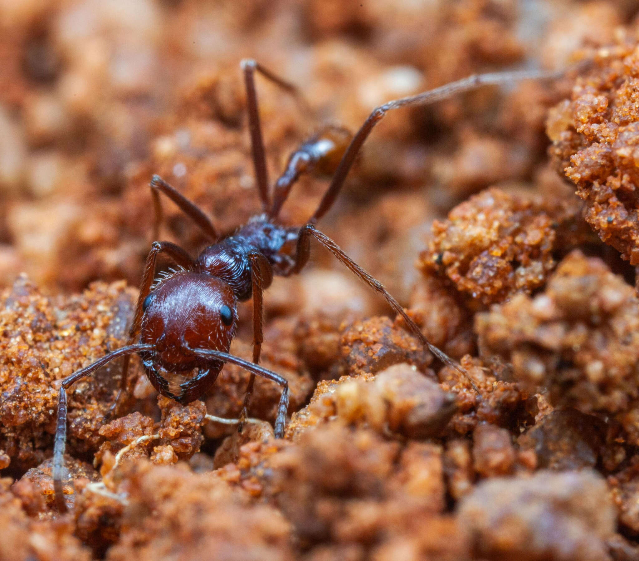 Image de Ocymyrmex kahas Bolton & Marsh 1989