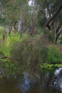 Image of Lysiana filifolia B. A. Barlow