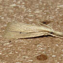 Image of Wainscot Grass-veneer