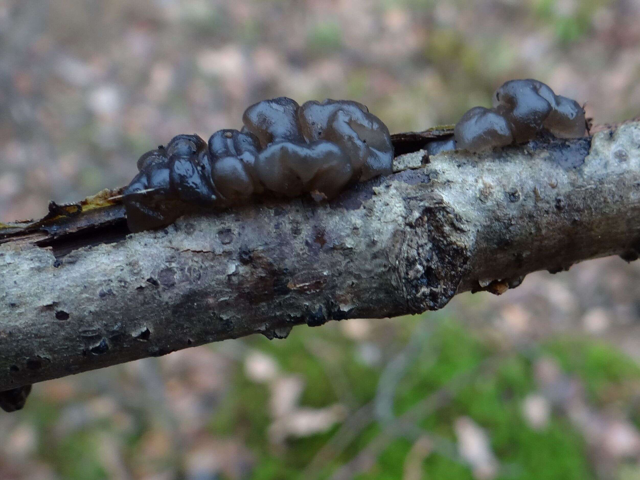 Image of Exidia nigricans (With.) P. Roberts 2009